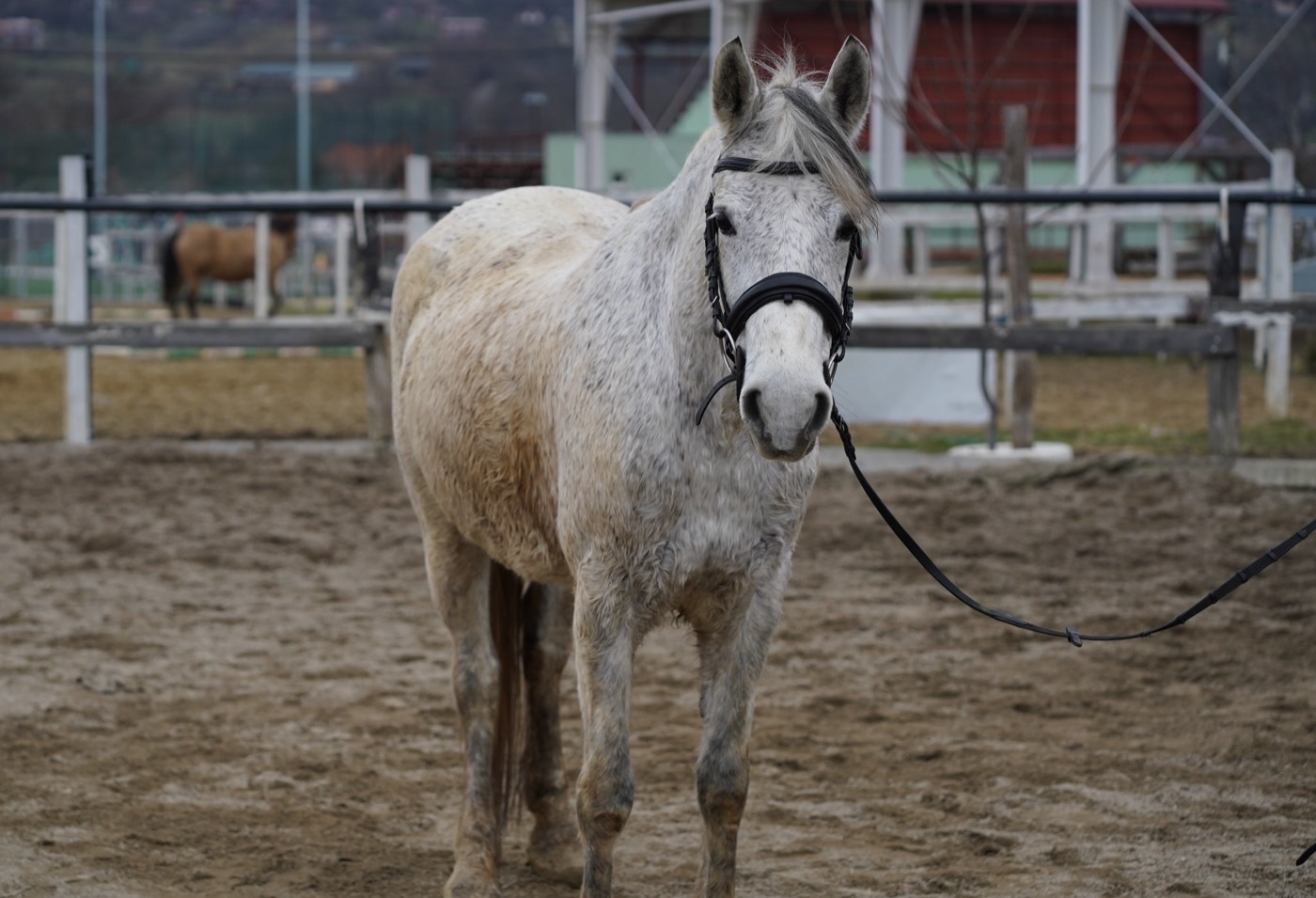 Hajni – cal la Echitația Táltoș, Crasna