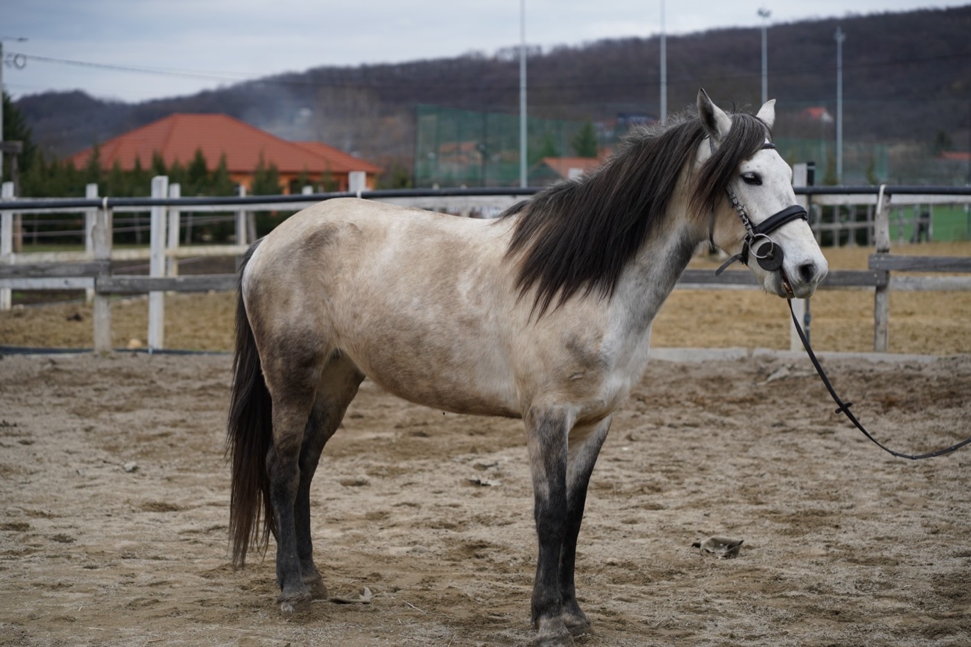 Kincsem – cal la Echitația Táltoș, Crasna
