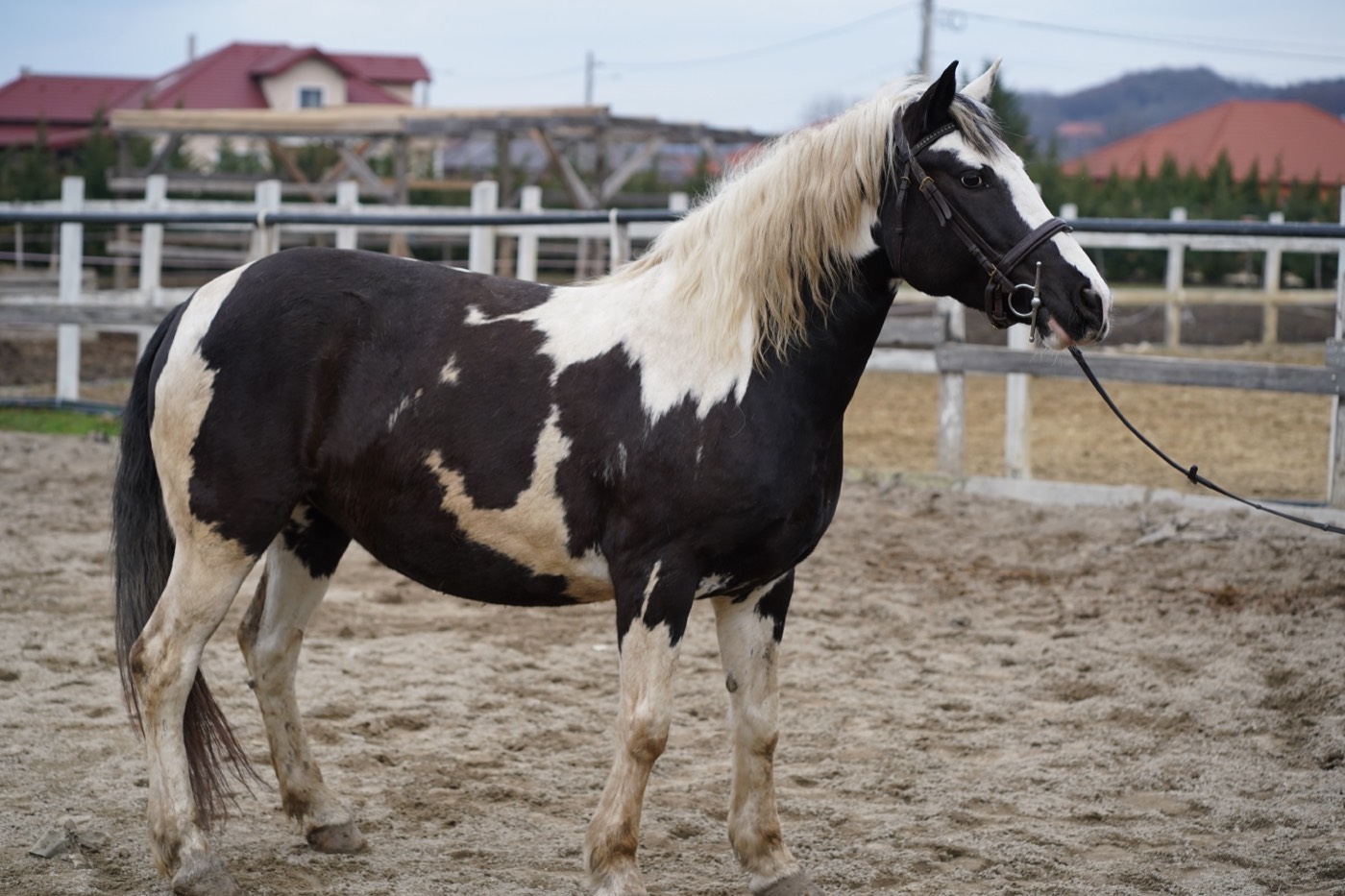 Pepita – cal la Echitația Táltoș, Crasna